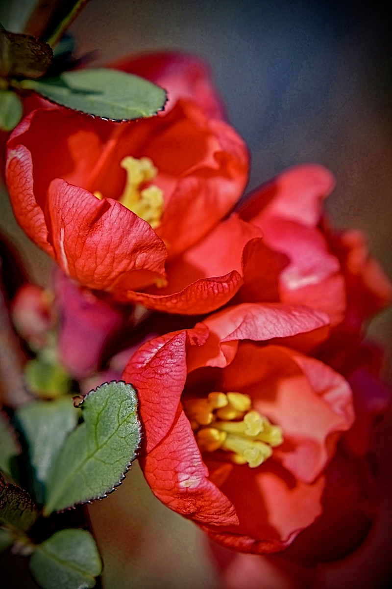 Chaenomeles speciosa - 03